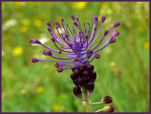  Image name: cipollaccio2.jpg 
 width: 500 pixel 
 height: 378 pixel 
 Size: 138313 bytes 
 Click to enlarge 